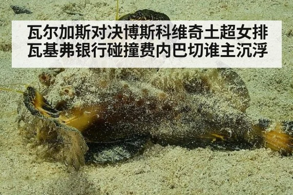 瓦尔加斯对决博斯科维奇土超女排瓦基弗银行碰撞费内巴切谁主沉浮